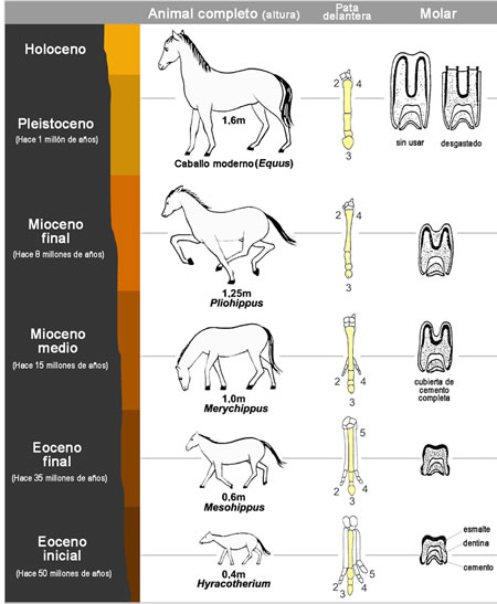 Esquema simplificado de la evolución de los équidos.